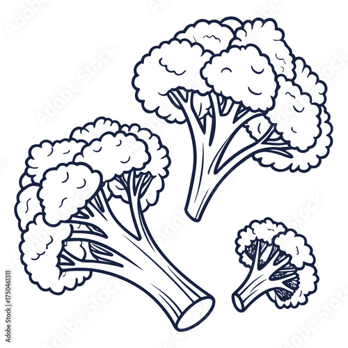 broccoli vector