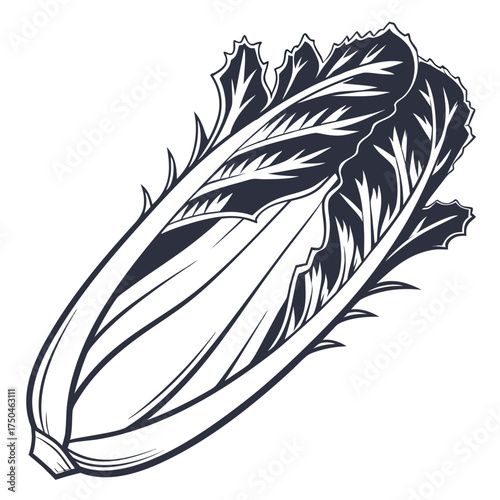 belgian endive on white background 