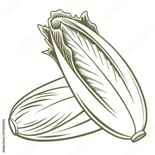 belgian endive vector