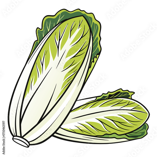 belgian endive on white background 