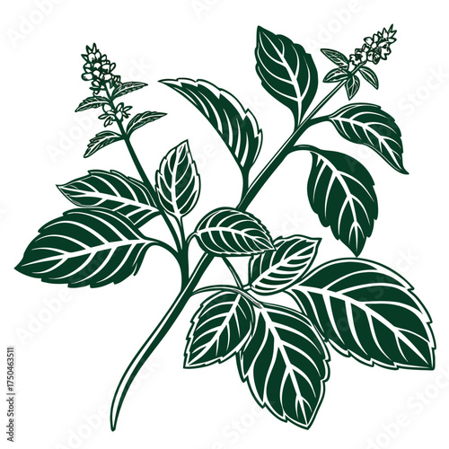 basil vector