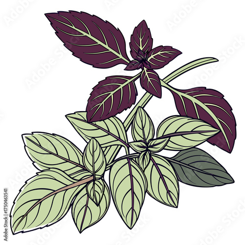 basil on white background 