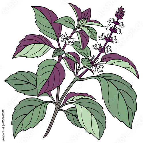 basil on white background 