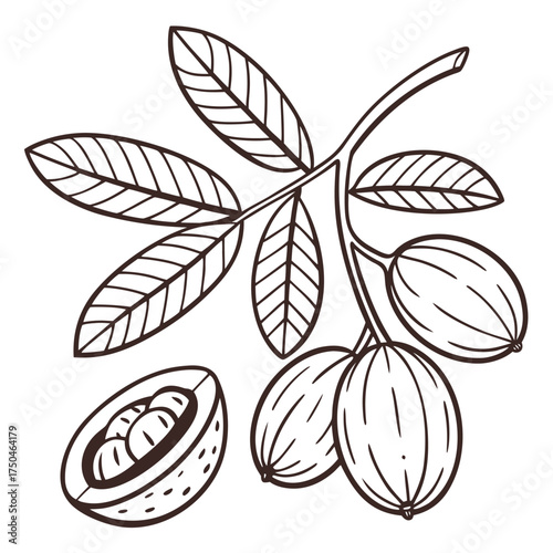 bambara groundnut with leaves