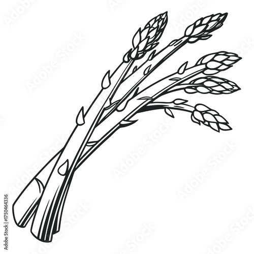 asparagus on white background 