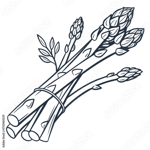 asparagus vector