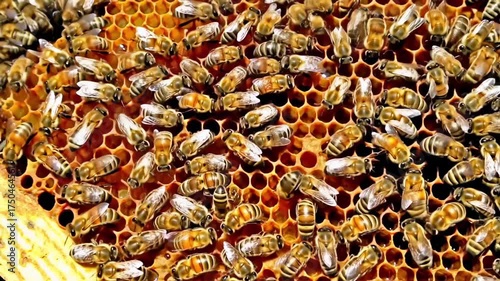 Busy honey bees move across a vibrant honeycomb, working together to build their hive and gather nectar. The close-up view reveals intricate patterns and the fascinating world of these tiny insects.