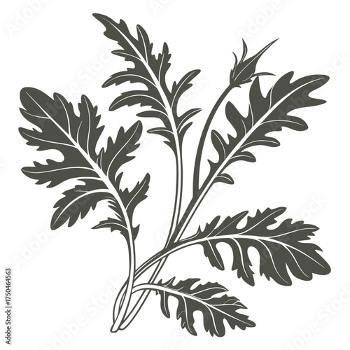 arugula vector