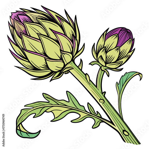 artichoke on white background 
