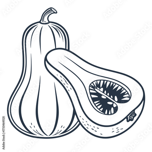 arikara squash vector