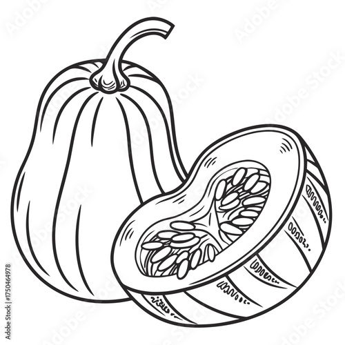 arikara squash vector