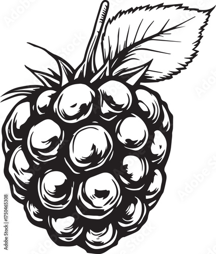 Black and white vector illustration of raspberry with stem and leaf, showing detailed drupelet structure