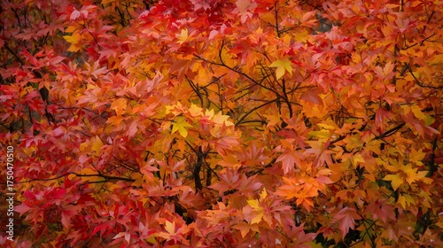 Rich carpet of vivid orange and red autumn leaves forming a dense natural pattern, capturing the warm seasonal tones and intricate textures of fall foliage in a full-frame botanical composition