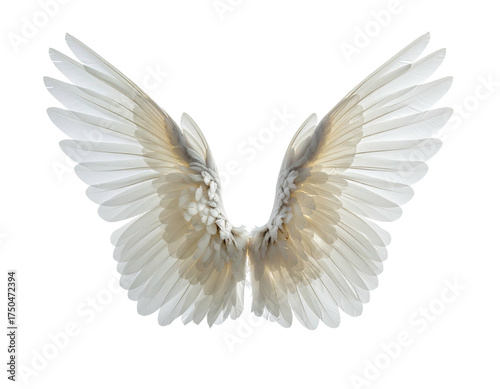 Delicate, symmetrical white wings spread against a stark black background, showing details
