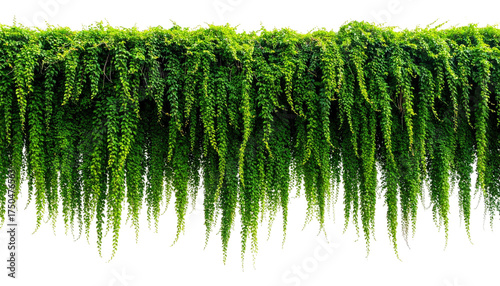 Dense, cascading, vibrant green foliage, resembling a living curtain, against black