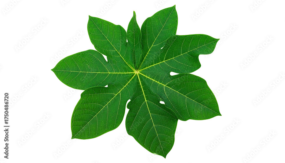 Fototapeta premium Large green leaf with multiple lobes against a black background, veins visible