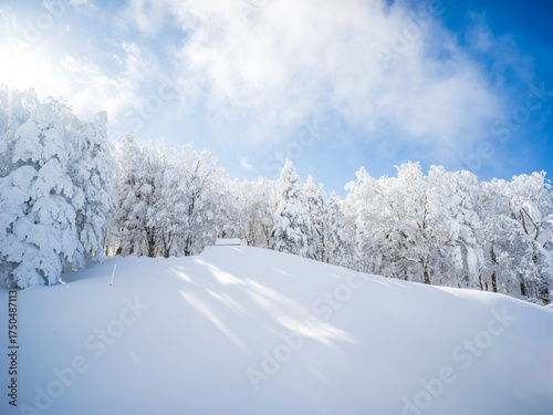 Wallpaper Mural 雪に覆われた木々 Torontodigital.ca