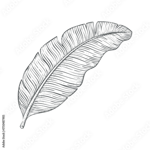 Elegant banana leaf vector illustration scalable eps icon for tropical designs isolated on white background