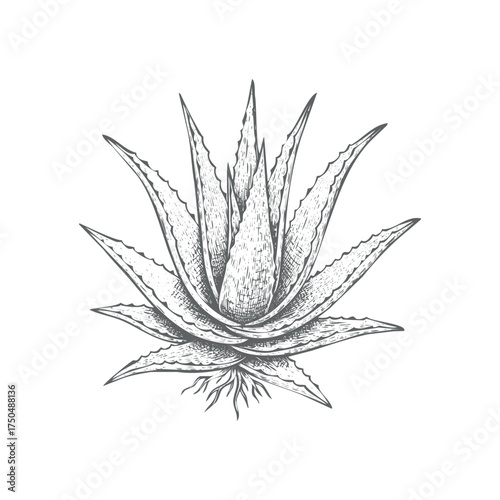 Scalable vector illustration of aloe vera plant for decorative and health purposes isolated on white background