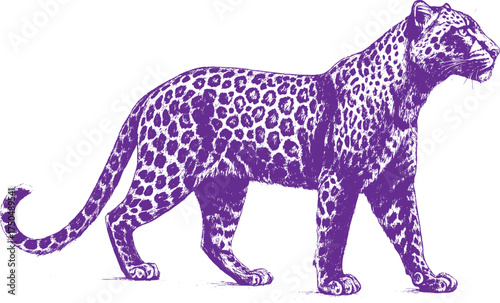 Jaguar Full-Body Sketch on White Background, Ideal for Editorial, Prints, Posters, and Digital Use