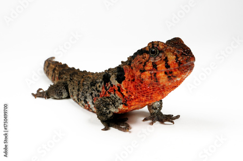 Chinesische Krokodilschwanzechse // Chinese crocodile lizard (Shinisaurus crocodilurus) 