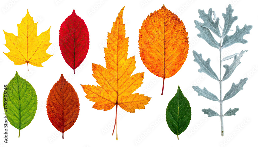 Fototapeta premium Assortment of colorful leaves, showcasing a vibrant array of autumn hues and textures