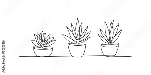Three Potted Succulents Line Drawing