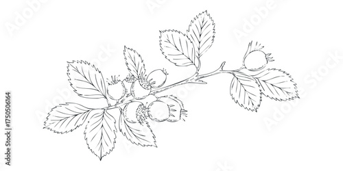 Hand-drawn branch with berries and leaves