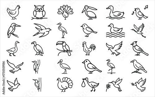 Collection of hand drawn bird illustrations in sketch style
