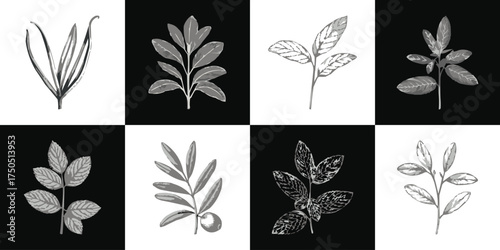 Monochrome botanical leaf collection elegant minimal plant illustration set in black and white squares