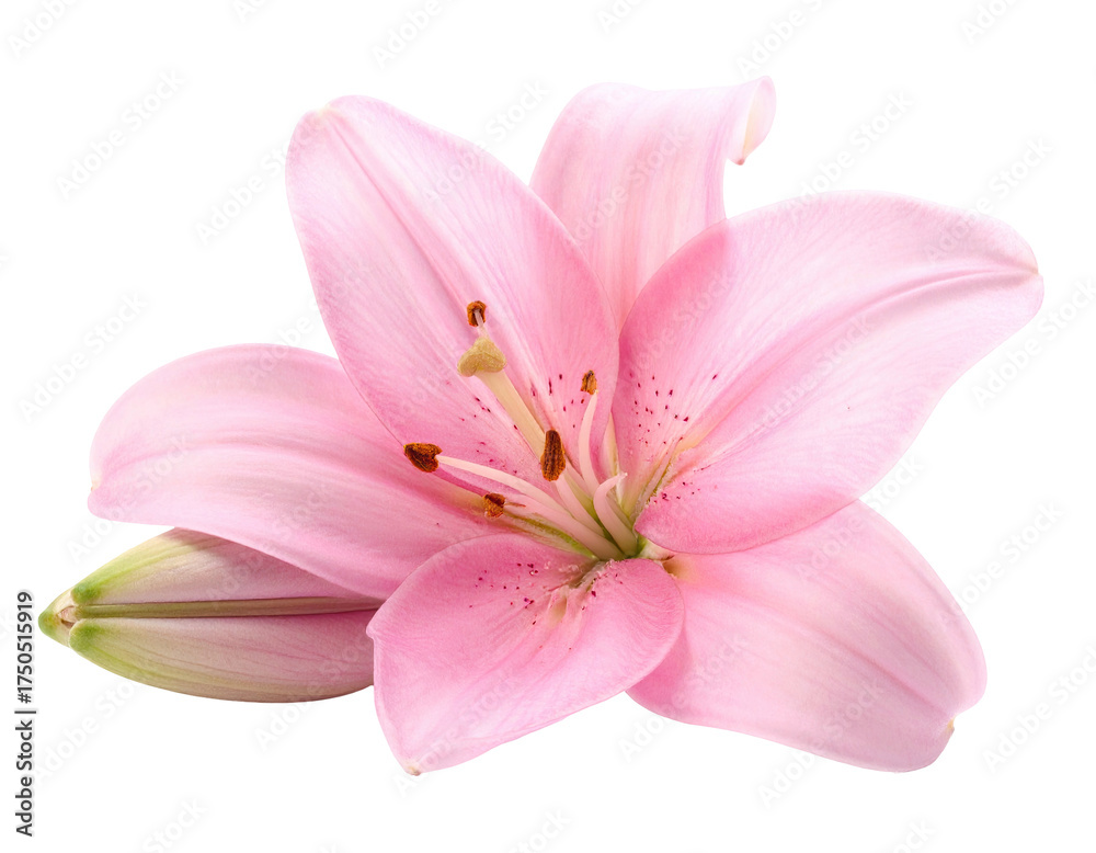 Fototapeta premium A delicate pink lily, fully bloomed, isolated against a black background
