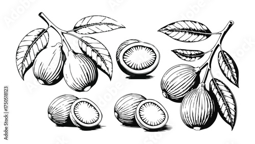 Hand drawn shea nuts and leaves botanical vector illustration for natural skincare and organic product packaging