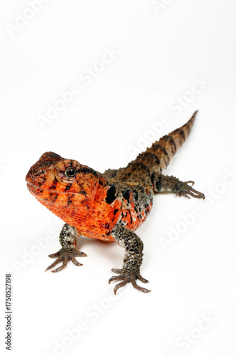 Photos Chinese crocodile lizard // Chinesische Krokodilschwanzechse (Shinisaurus crocod
