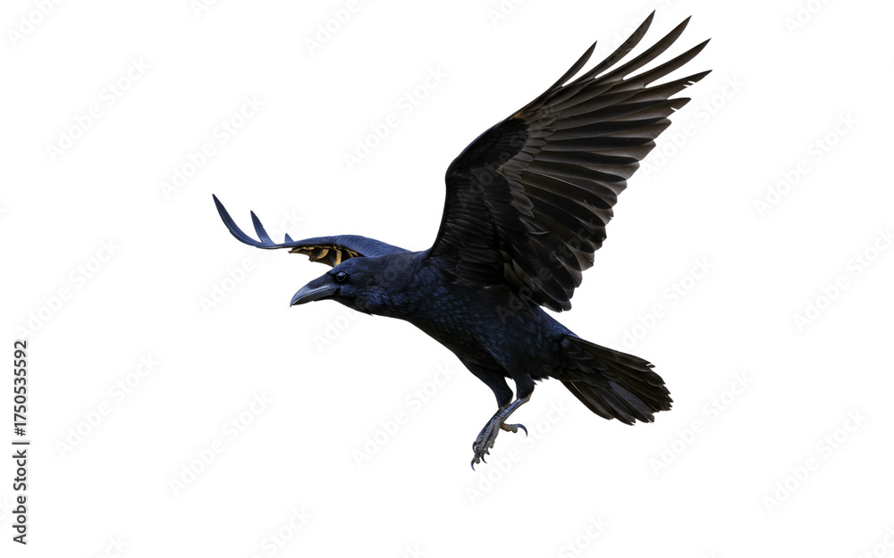 Fototapeta premium Black crow silhouette,Isolated on white background png.