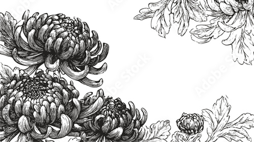 Detailed black line art of blooming chrysanthemums forming elegant top and bottom floral frames for design, invitations or packaging.