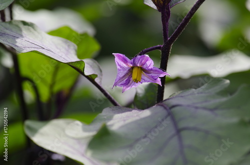 Fotografie Eggplant flower: (Solanum melongena), a plant of the genus Solanum in the nights