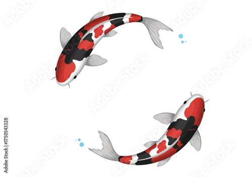Two Colorful Koi Fish Swimming in Harmony Illustration.