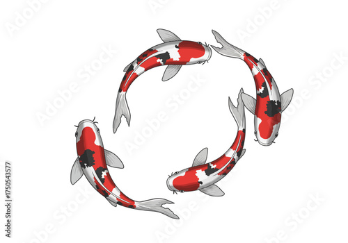 Four Koi Fish Swimming in a Circle Formation Red White and Black.