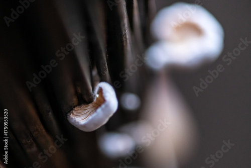 Photography Mushroom is growing on isolated grey background