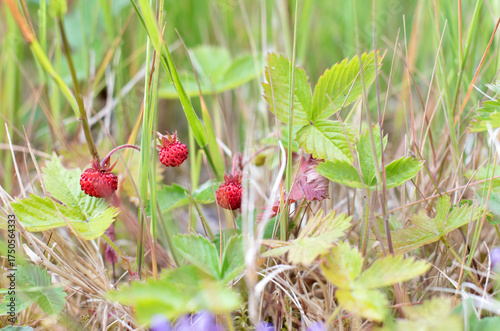 Wild strawberries on the forest floor close up 
