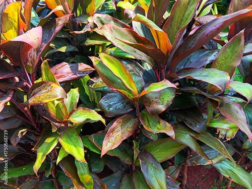 Close up of wet Cordyline fruticosa is commonly known as ti plant, palm lily, Hawaiian ti plant, andong or hanjuang after being watered in the garden.