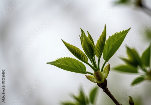 Fresh green spring leaves unfurl from a nascent bud, symbolizing vibrant growth and new beginnings against a crisp white backdrop ,future ,renewal ,nature