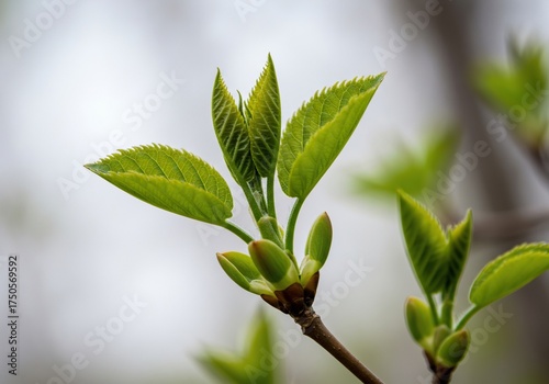Fresh green spring leaves unfurl from a nascent bud, symbolizing vibrant growth and new beginnings against a crisp white backdrop ,macro ,renewal ,bud