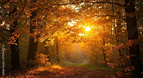Golden hour sun illuminates vibrant autumn leaves from behind, creating a warm, glowing spectacle in a serene woodland setting ,foliage ,nature ,tranquility