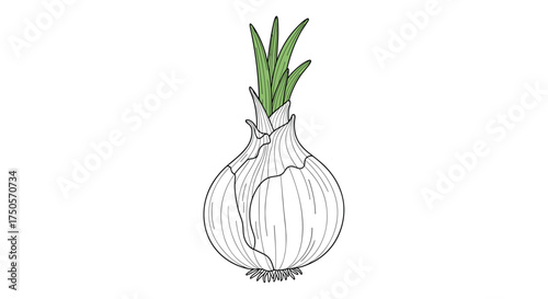 A close up drawing of an onion with its green sprouts peaking out of the top.