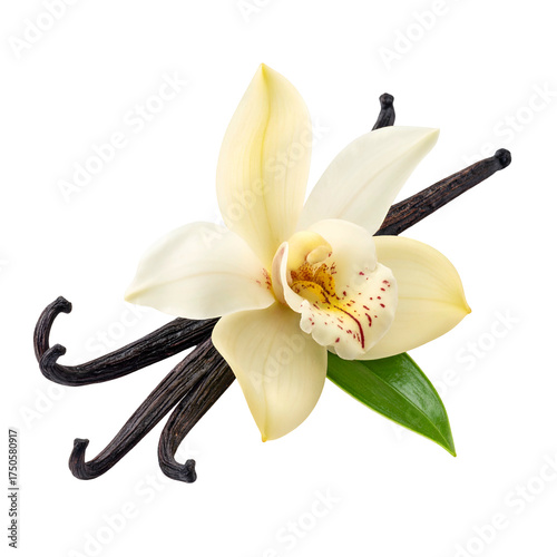 Cream-colored orchid flower with dark vanilla beans and a single green leaf on a black background