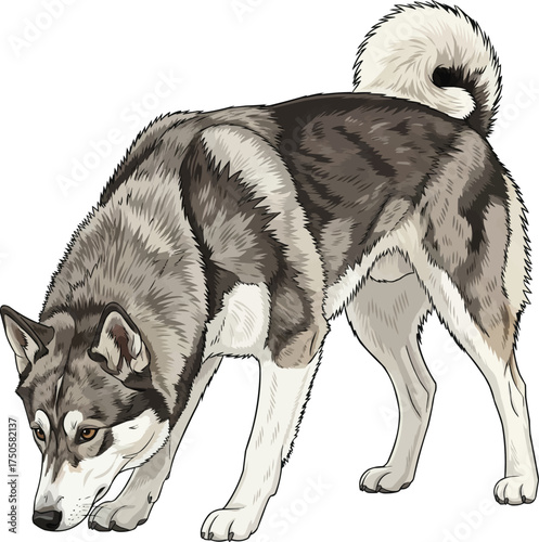 East Siberian Laika dog sniffing ground focused vector illustration