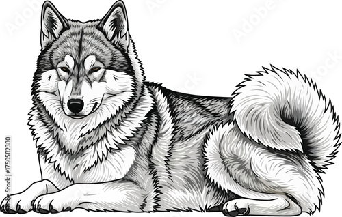 East Siberian Laika dog lying down relaxed vector illustration