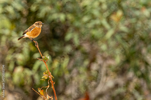 Femal African Stonechat Pearched on a branch