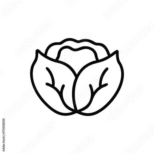 Cabbage drawing in thick black lines